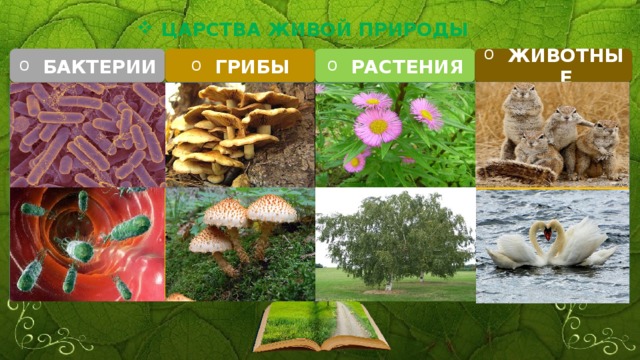 ЦАРСТВА ЖИВОЙ ПРИРОДЫ БАКТЕРИИ ГРИБЫ РАСТЕНИЯ ЖИВОТНЫЕ 