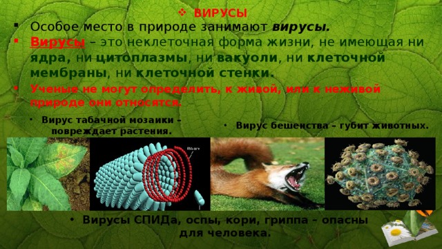 ВИРУСЫ Особое место в природе занимают вирусы.  Вирусы  – это неклеточная форма жизни, не имеющая ни ядра, ни цитоплазмы , ни вакуоли , ни клеточной мембраны , ни клеточной стенки.  Ученые не могут определить, к живой, или к неживой природе они относятся. Вирус табачной мозаики – повреждает растения. Вирус бешенства – губит животных. Вирусы СПИДа, оспы, кори, гриппа – опасны для человека. 