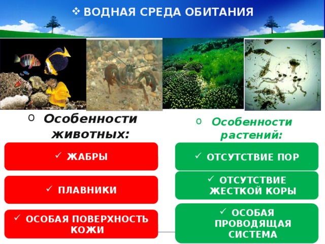 ВОДНАЯ СРЕДА ОБИТАНИЯ Особенности животных: Особенности растений: ЖАБРЫ ОТСУТСТВИЕ ПОР ОТСУТСТВИЕ ЖЕСТКОЙ КОРЫ ПЛАВНИКИ ОСОБАЯ ПРОВОДЯЩАЯ СИСТЕМА ОСОБАЯ ПОВЕРХНОСТЬ КОЖИ 