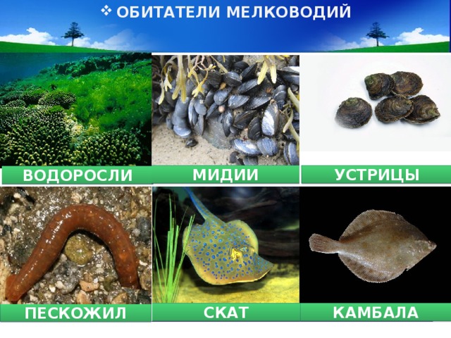 ОБИТАТЕЛИ МЕЛКОВОДИЙ МИДИИ УСТРИЦЫ ВОДОРОСЛИ КАМБАЛА СКАТ ПЕСКОЖИЛ 