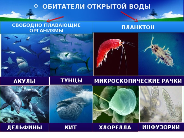 ОБИТАТЕЛИ ОТКРЫТОЙ ВОДЫ ПЛАНКТОН СВОБОДНО ПЛАВАЮЩИЕ ОРГАНИЗМЫ МИКРОСКОПИЧЕСКИЕ РАЧКИ ТУНЦЫ АКУЛЫ ИНФУЗОРИИ КИТ ХЛОРЕЛЛА ДЕЛЬФИНЫ 