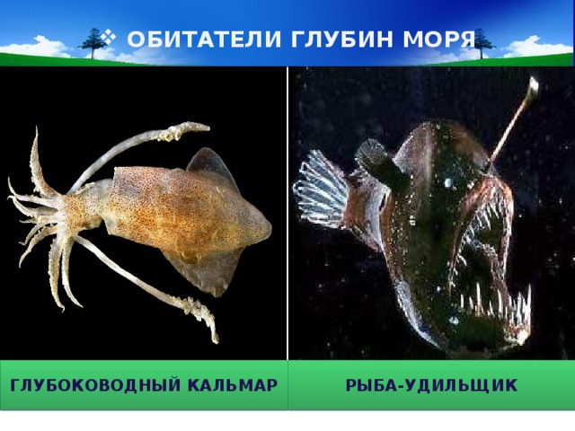 ОБИТАТЕЛИ ГЛУБИН МОРЯ РЫБА-УДИЛЬЩИК ГЛУБОКОВОДНЫЙ КАЛЬМАР 