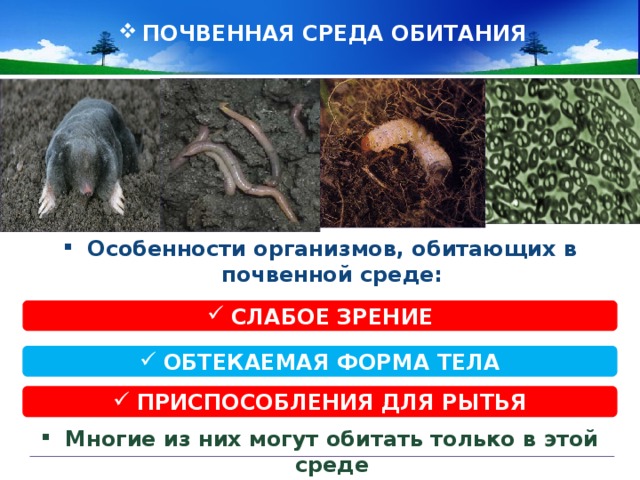 ПОЧВЕННАЯ СРЕДА ОБИТАНИЯ Особенности организмов, обитающих в почвенной среде: СЛАБОЕ ЗРЕНИЕ ОБТЕКАЕМАЯ ФОРМА ТЕЛА ПРИСПОСОБЛЕНИЯ ДЛЯ РЫТЬЯ Многие из них могут обитать только в этой среде 