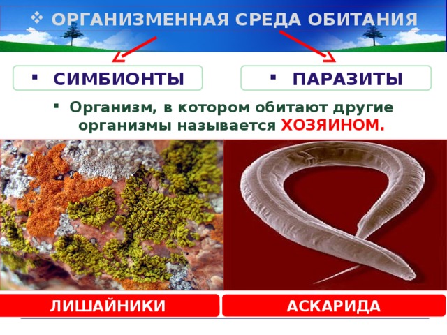 ОРГАНИЗМЕННАЯ СРЕДА ОБИТАНИЯ СИМБИОНТЫ ПАРАЗИТЫ Организм, в котором обитают другие организмы называется ХОЗЯИНОМ. ЛИШАЙНИКИ АСКАРИДА 