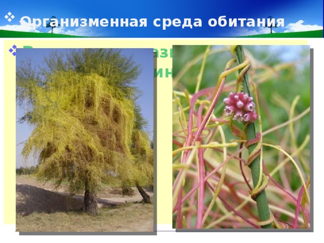 Организменная среда обитания  Растение-паразит зависит от растения-хозяина 