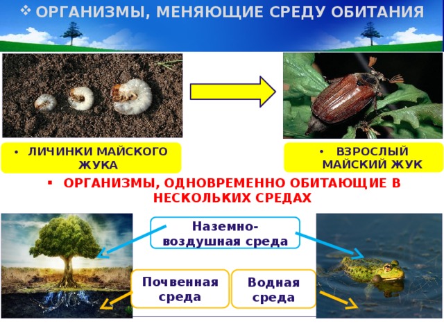 ОРГАНИЗМЫ, МЕНЯЮЩИЕ СРЕДУ ОБИТАНИЯ ЛИЧИНКИ МАЙСКОГО ЖУКА ВЗРОСЛЫЙ МАЙСКИЙ ЖУК ОРГАНИЗМЫ, ОДНОВРЕМЕННО ОБИТАЮЩИЕ В НЕСКОЛЬКИХ СРЕДАХ Наземно-воздушная среда Почвенная среда Водная среда 