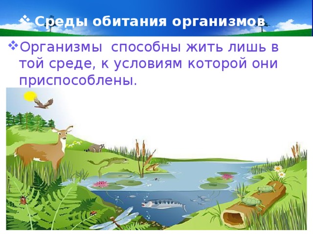 Среды обитания организмов Организмы способны жить лишь в той среде, к условиям которой они приспособлены. 