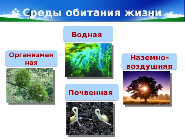 Среды обитания жизни Водная  Организменная Наземно-воздушная Почвенная 