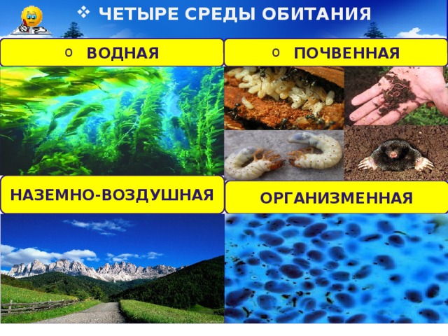 ЧЕТЫРЕ СРЕДЫ ОБИТАНИЯ ВОДНАЯ ПОЧВЕННАЯ НАЗЕМНО-ВОЗДУШНАЯ ОРГАНИЗМЕННАЯ 