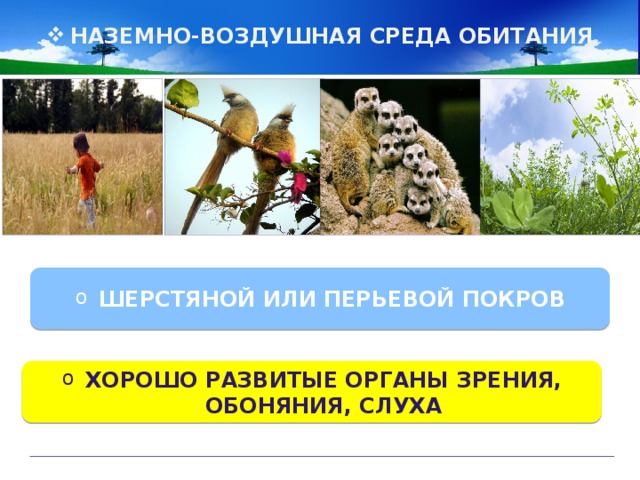 НАЗЕМНО-ВОЗДУШНАЯ СРЕДА ОБИТАНИЯ ШЕРСТЯНОЙ ИЛИ ПЕРЬЕВОЙ ПОКРОВ ХОРОШО РАЗВИТЫЕ ОРГАНЫ ЗРЕНИЯ, ОБОНЯНИЯ, СЛУХА 
