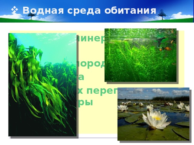 Водная среда обитания Наличие минеральных солей Мало кислорода Мало света Нет резких перепадов температуры 