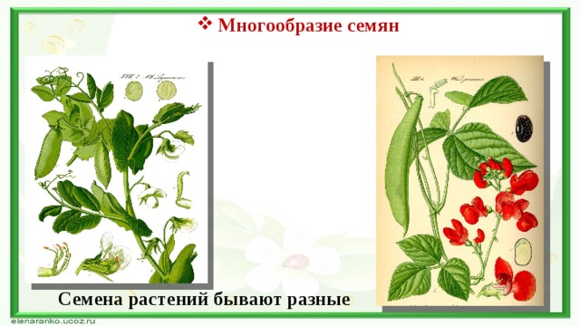 Многообразие семян Семена растений бывают разные 