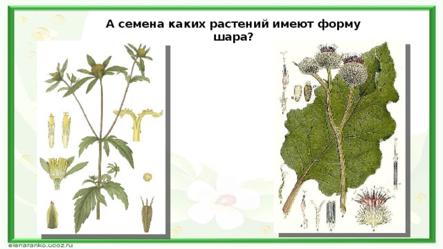 А семена каких растений имеют форму шара? 