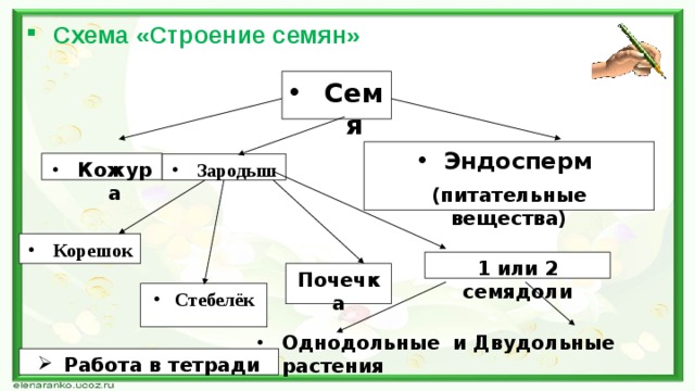 Схема «Строение семян» Семя Эндосперм (питательные вещества) Кожура Зародыш Корешок 1 или 2 семядоли Почечка Стебелёк Однодольные и Двудольные растения Работа в тетради 