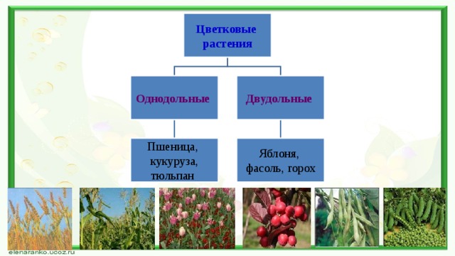 Цветковые растения Двудольные Однодольные  Пшеница, Яблоня, кукуруза, тюльпан  фасоль, горох 