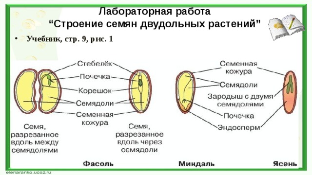 Лабораторная работа  “Строение семян двудольных растений”   Учебник, стр. 9, рис. 1 