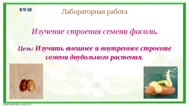 8/9/18  Лабораторная работа Изучение строения семени фасоли . Цель:  Изучить внешнее и внутреннее строение семени двудольного растения.  