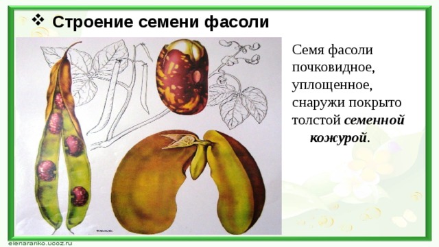 Строение семени фасоли Семя фасоли почковидное, уплощенное, снаружи покрыто толстой  семенной кожурой . 