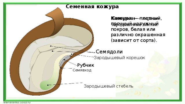 Семенная кожура Семядоли —   первые зародышевые листья. Кожура  — плотный, прочный наружный покров, белая или различно окрашенная (зависит от сорта). Семядоли Зародышевый корешок Рубчик Семявход Зародышевый стебель 