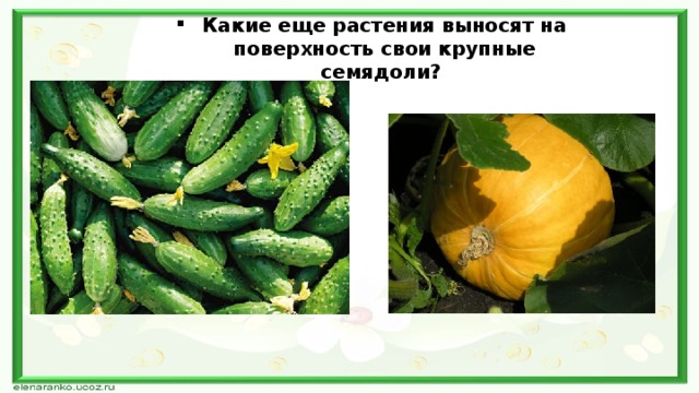 Какие еще растения выносят на поверхность свои крупные семядоли? 