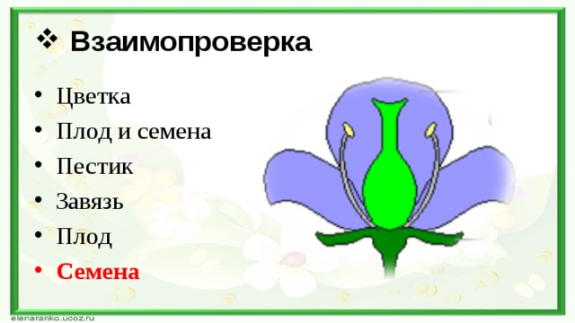 Взаимопроверка Цветка Плод и семена Пестик Завязь Плод Семена 