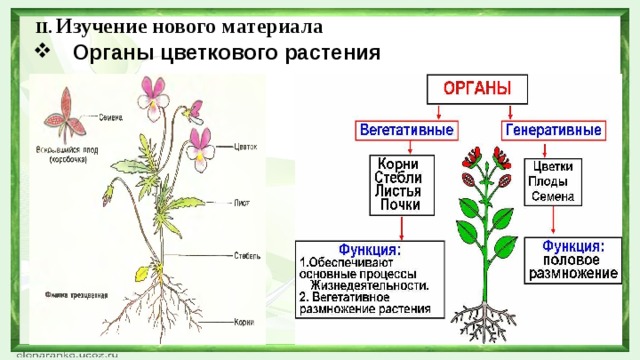 II. Изучение нового материала Органы цветкового растения 