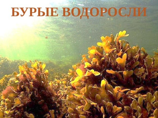 Бурые водоросли 