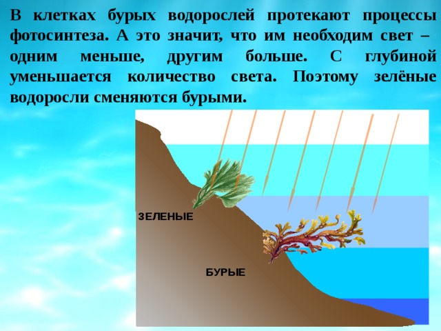 В клетках бурых водорослей протекают процессы фотосинтеза. А это значит, что им необходим свет – одним меньше, другим больше. С глубиной уменьшается количество света. Поэтому зелёные водоросли сменяются бурыми. ЗЕЛЕНЫЕ БУРЫЕ 