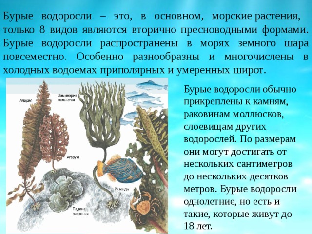 Бурые водоросли – э то, в основном, морские растения,  только 8 видов являются вторично пресноводными формами. Бурые водоросли распространены в морях земного шара повсеместно. Особенно разнообразны и многочислены в холодных водоемах приполярных и умеренных широт . Бурые водоросли обычно прикреплены к камням, раковинам моллюсков, слоевищам других водорослей. По размерам они могут достигать от нескольких сантиметров до нескольких десятков метров. Бурые водоросли однолетние, но есть и такие, которые живут до 18 лет. 