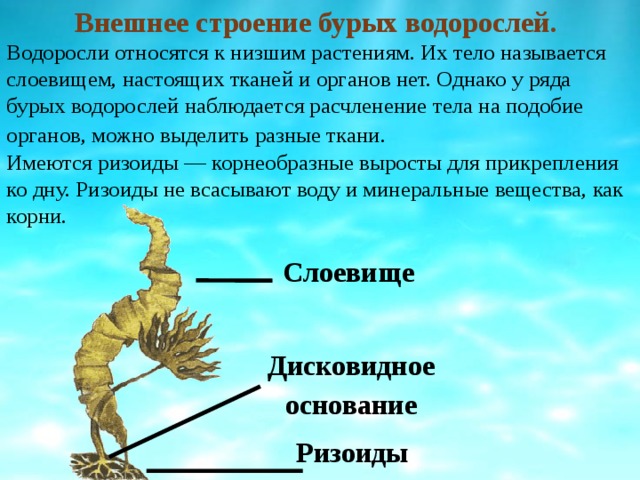 Внешнее строение бурых водорослей. Водоросли относятся к низшим растениям. Их тело называется слоевищем, настоящих тканей и органов нет. Однако у ряда бурых водорослей наблюдается расчленение тела на подобие органов, можно выделить разные ткани.   Имеются ризоиды — корнеобразные выросты для прикрепления ко дну. Ризоиды не всасывают воду и минеральные вещества, как корни. Слоевище  Дисковидное основание Ризоиды   