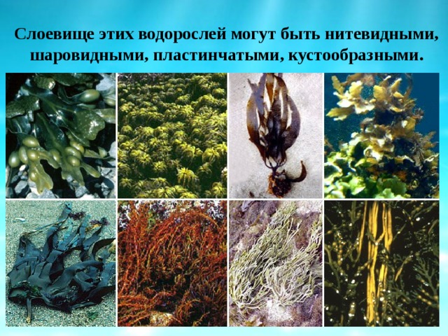 Слоевище этих водорослей могут быть нитевидными, шаровидными, пластинчатыми, кустообразными. 