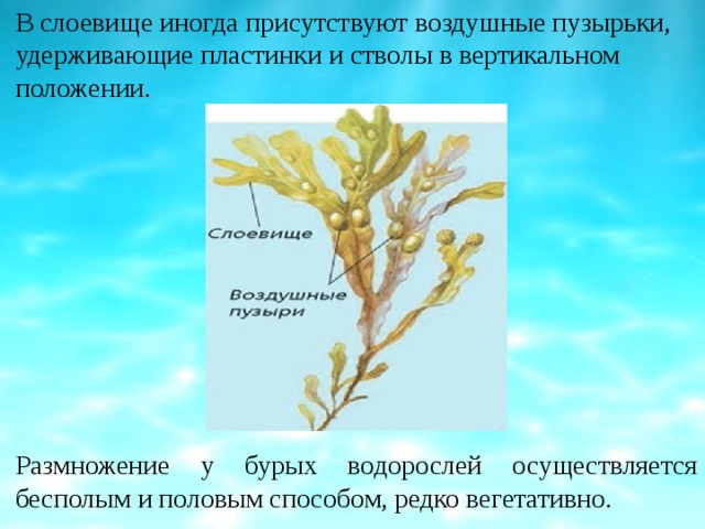 В слоевище иногда присутствуют воздушные пузырьки, удерживающие пластинки и стволы в вертикальном положении. Размножение у бурых водорослей осуществляется бесполым и половым способом, редко вегетативно. 