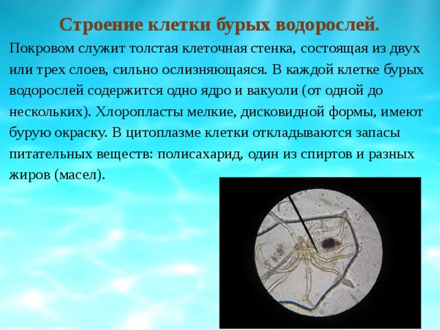Строение клетки бурых водорослей. Покровом служит толстая клеточная стенка, состоящая из двух или трех слоев, сильно ослизняющаяся. В каждой клетке бурых водорослей содержится одно ядро и вакуоли (от одной до нескольких). Хлоропласты мелкие, дисковидной формы, имеют бурую окраску. В цитоплазме клетки откладываются запасы питательных веществ: полисахарид, один из спиртов и разных жиров (масел). 