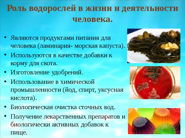 Роль водорослей в жизни и деятельности человека. Являются продуктами питания для человека (ламинария- морская капуста). Используются в качестве добавки к корму для скота. Изготовление удобрений. Использование в химической промышленности (йод, спирт, уксусная кислота). Биологическая очистка сточных вод. Получение лекарственных препаратов и биологически активных добавок к пище. 