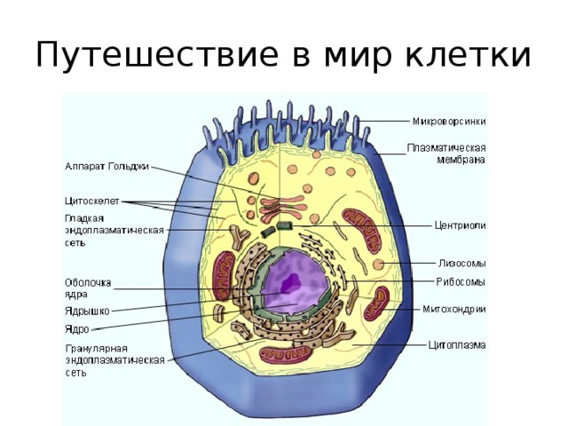 Путешествие в мир клетки