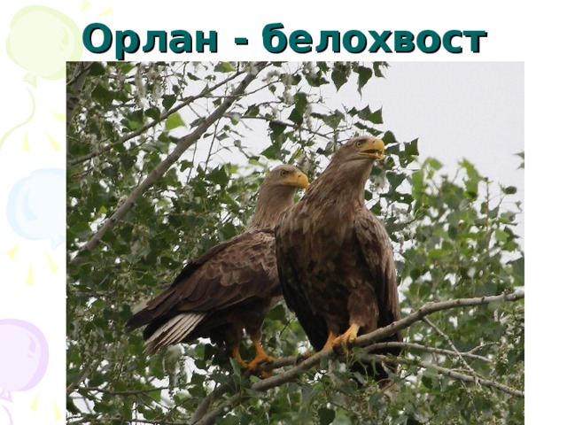 Орлан - белохвост