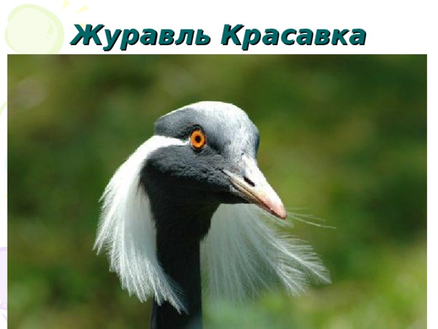 Журавль Красавка