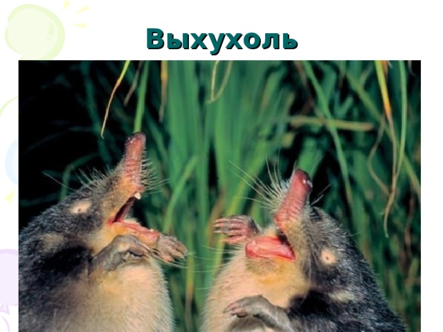Выхухоль