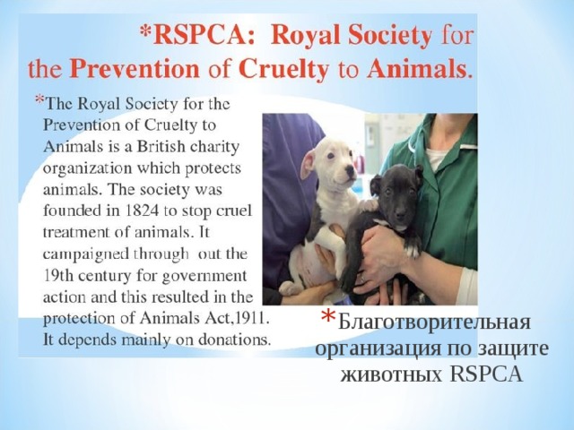 Благотворительная организация по защите животных RSPCA  
