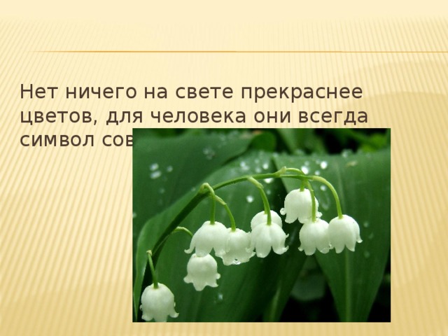 Нет ничего на свете прекраснее цветов, для человека они всегда символ совершенства. 