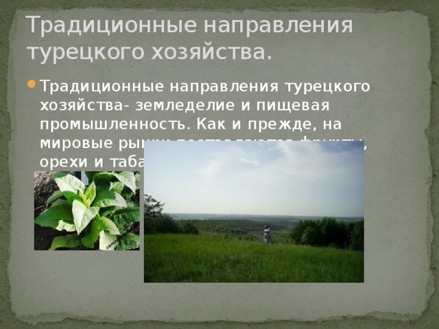 Традиционные направления турецкого хозяйства. Традиционные направления турецкого хозяйства- земледелие и пищевая промышленность. Как и прежде, на мировые рынки поставляются фрукты, орехи и табак 