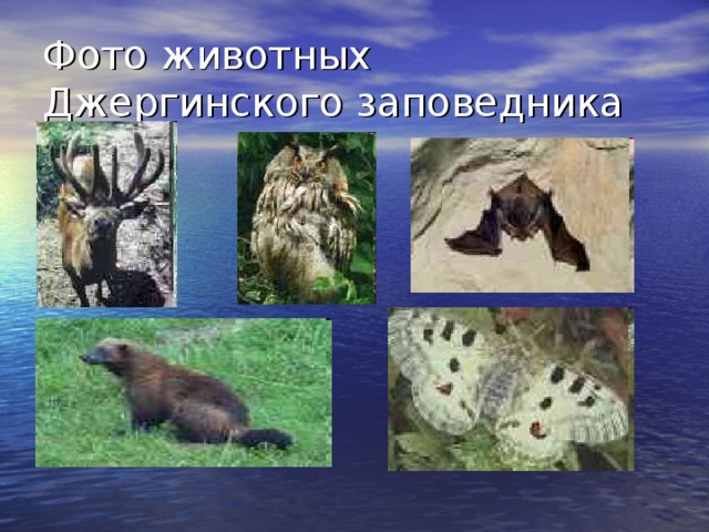 Фото животных Джергинского заповедника 