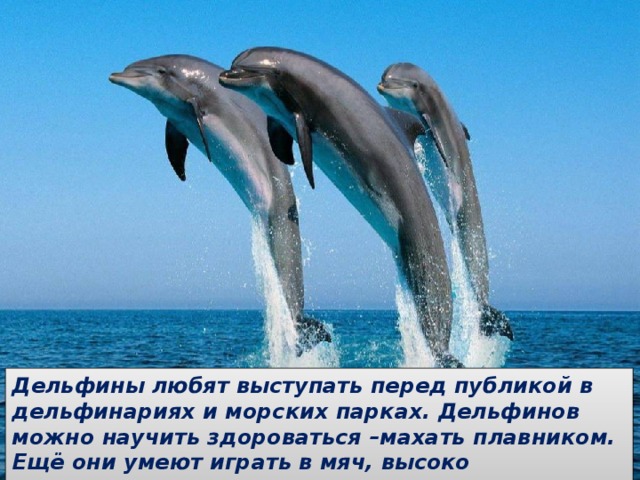 Дельфины любят выступать перед публикой в дельфинариях и морских парках. Дельфинов можно научить здороваться –махать плавником. Ещё они умеют играть в мяч, высоко выпрыгивать из воды, и даже танцевать на хвостах !