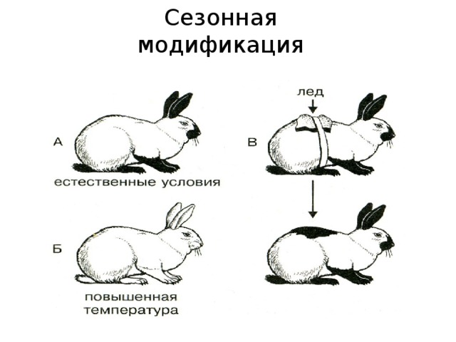 Сезонная модификация 