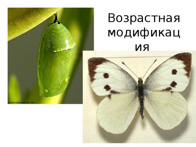 Возрастная модификация 