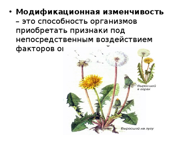 Модификационная изменчивость – это способность организмов приобретать признаки под непосредственным воздействием факторов окружающей среды. 