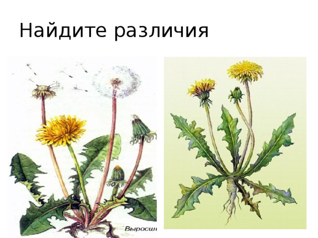 Найдите различия 