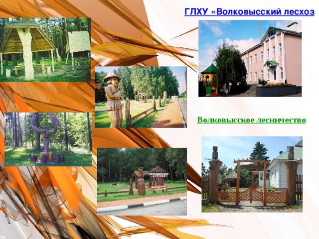  ГЛХУ «Волковысский лесхоз   Волковысское лесничество 