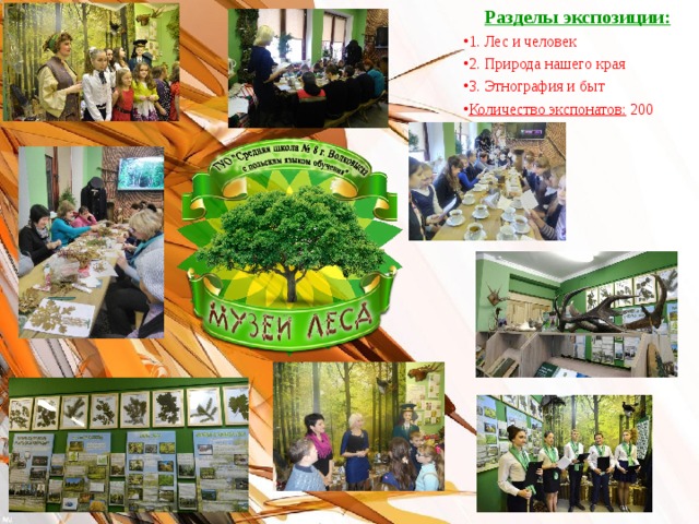 Разделы экспозиции: 1. Лес и человек 2. Природа нашего края 3. Этнография и быт Количество экспонатов:  200 