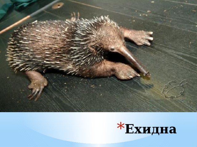Ехидна 